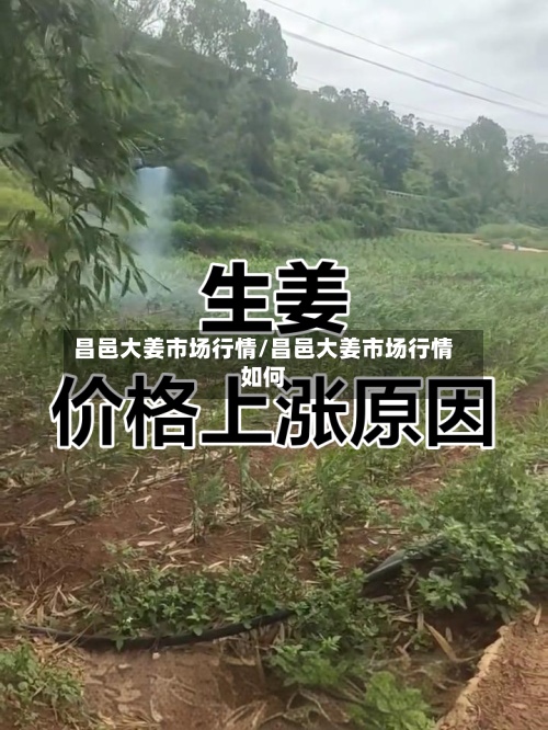 昌邑大姜市场行情/昌邑大姜市场行情如何
