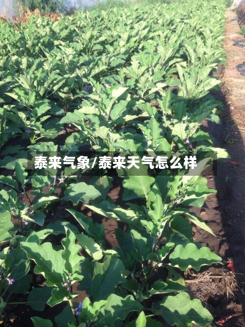泰来气象/泰来天气怎么样-第3张图片