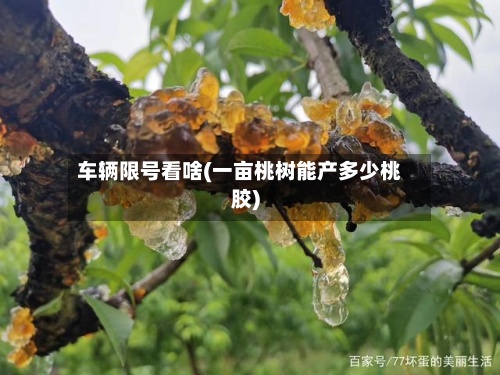 车辆限号看啥(一亩桃树能产多少桃胶)-第2张图片
