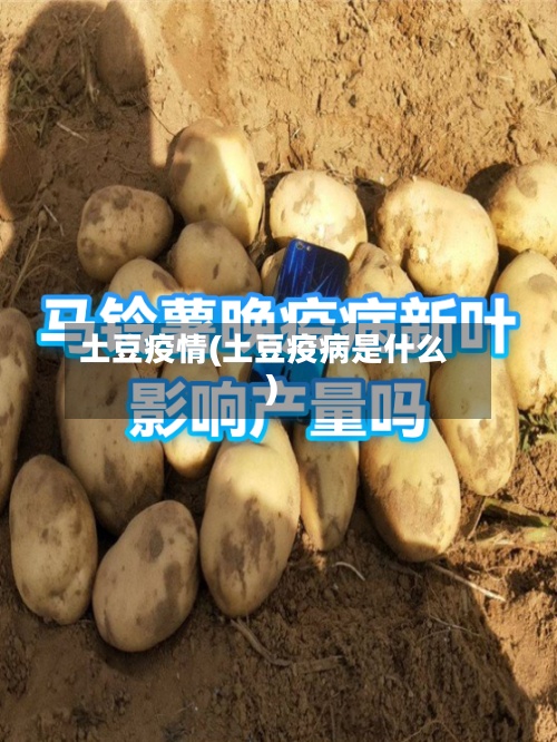 土豆疫情(土豆疫病是什么)