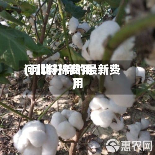 河北籽棉费用(河北籽棉的最新费用)-第2张图片
