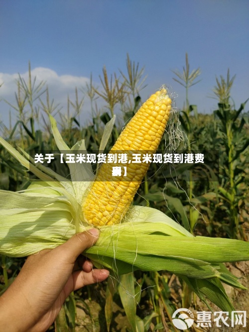 关于【玉米现货到港,玉米现货到港费用表】