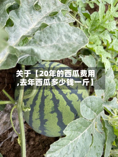 关于【20年的西瓜费用,去年西瓜多少钱一斤】