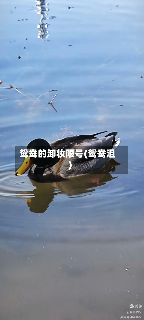 鸳鸯的卸妆限号(鸳鸯沮)-第2张图片