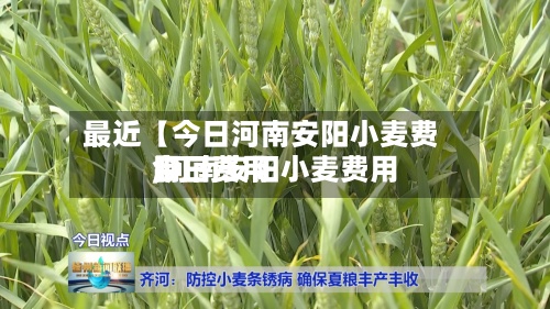 最近【今日河南安阳小麦费用,河南安阳小麦费用今日费用】-第3张图片