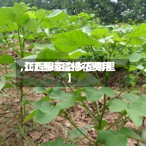 【江西瑞昌棉花费用,江西棉花之乡是哪里】