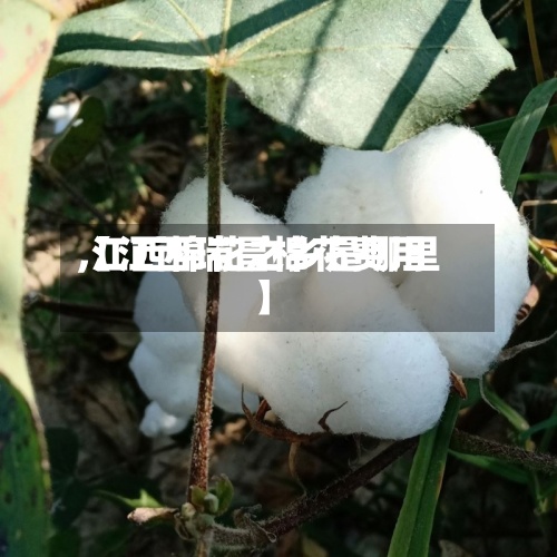 【江西瑞昌棉花费用,江西棉花之乡是哪里】-第2张图片