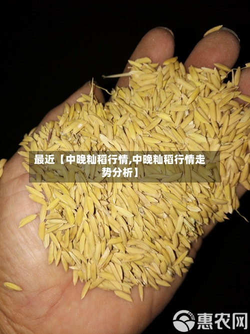 最近【中晚籼稻行情,中晚籼稻行情走势分析】-第2张图片