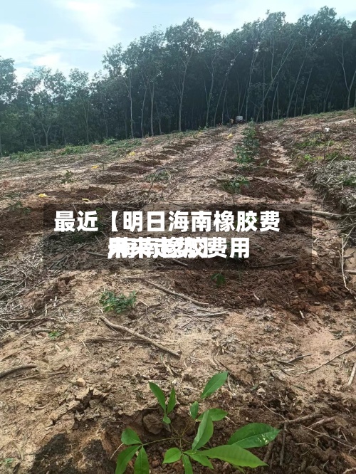 最近【明日海南橡胶费用,海南橡胶费用未来走势】