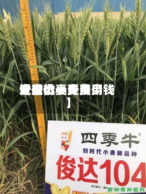 近来【安微小麦费用安微小麦费用今日价一斤多少钱】