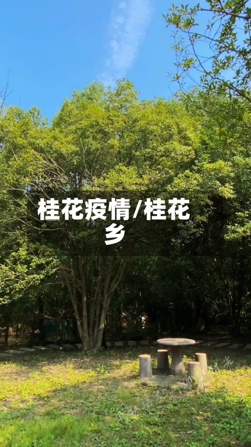桂花疫情/桂花乡-第2张图片