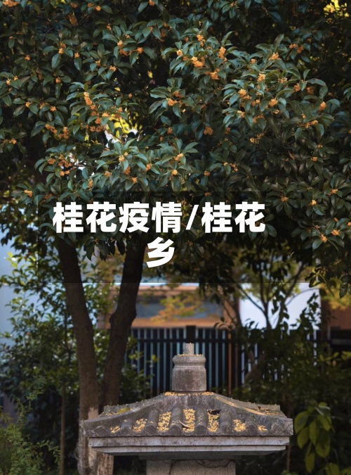 桂花疫情/桂花乡-第3张图片