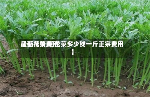 【菊花菜费用
最新行情,菊花菜多少钱一斤正宗费用
】-第2张图片