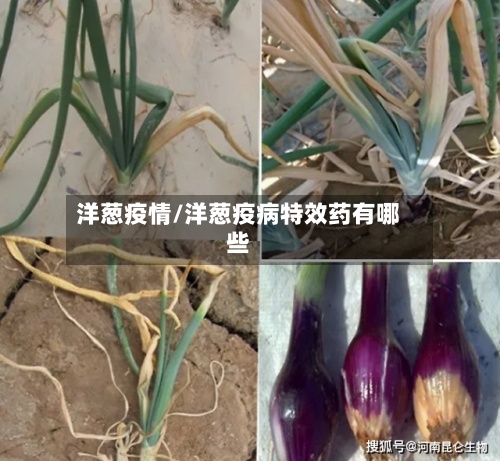 洋葱疫情/洋葱疫病特效药有哪些-第3张图片