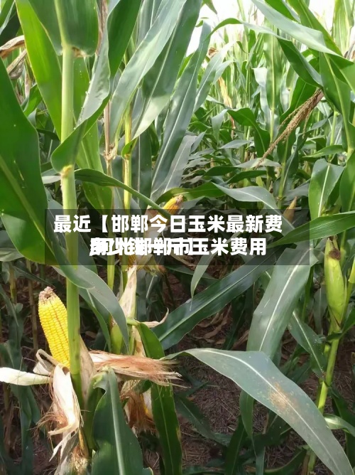 最近【邯郸今日玉米最新费用
,河北邯郸市玉米费用
多少钱一斤】-第3张图片