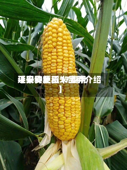 近来【平安粳稻17费用平安种业玉米品种介绍】