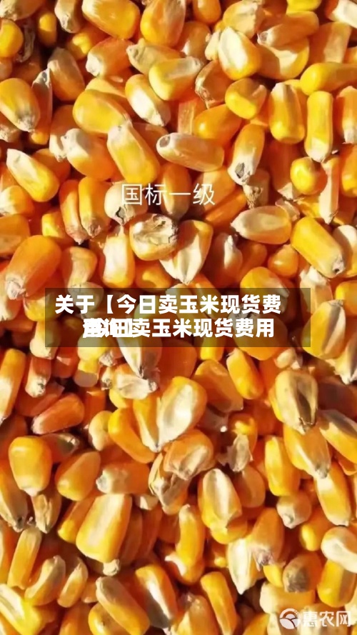 关于【今日卖玉米现货费用,今日卖玉米现货费用查询】