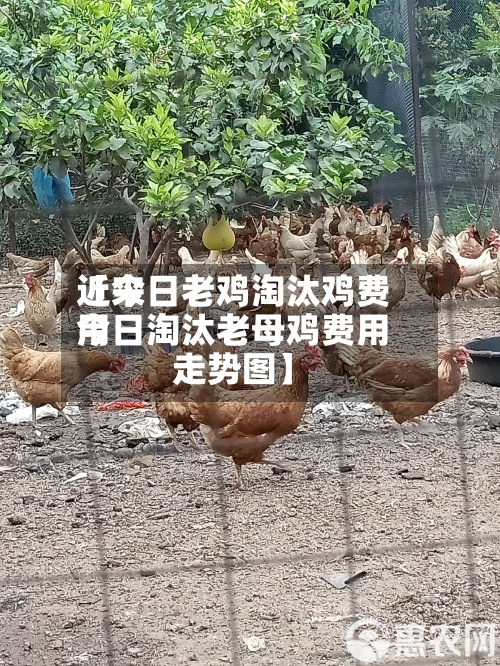 近来
【今日老鸡淘汰鸡费用
今日淘汰老母鸡费用
走势图】-第2张图片