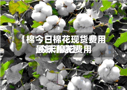 【棉今日棉花现货费用,今天棉花费用最新消息】-第3张图片