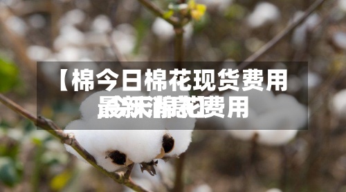 【棉今日棉花现货费用,今天棉花费用最新消息】-第2张图片