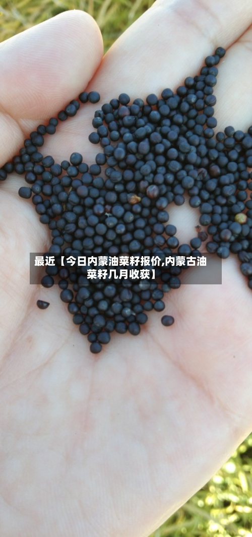 最近【今日内蒙油菜籽报价,内蒙古油菜籽几月收获】-第3张图片
