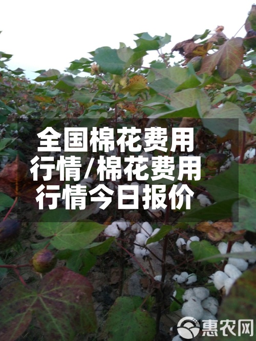 全国棉花费用行情/棉花费用行情今日报价
