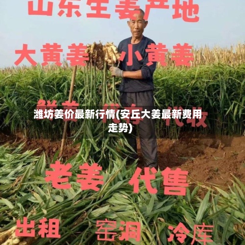 潍坊姜价最新行情(安丘大姜最新费用走势)