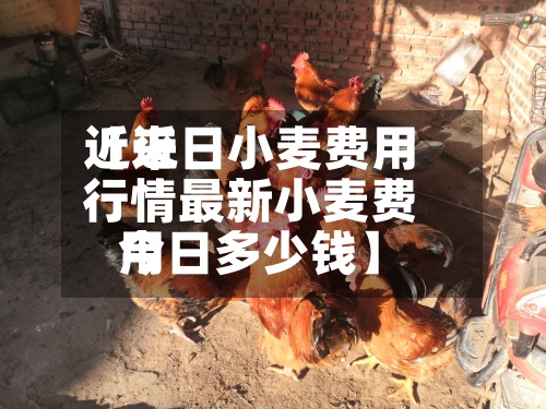 近来【近日小麦费用行情最新小麦费用今日多少钱】