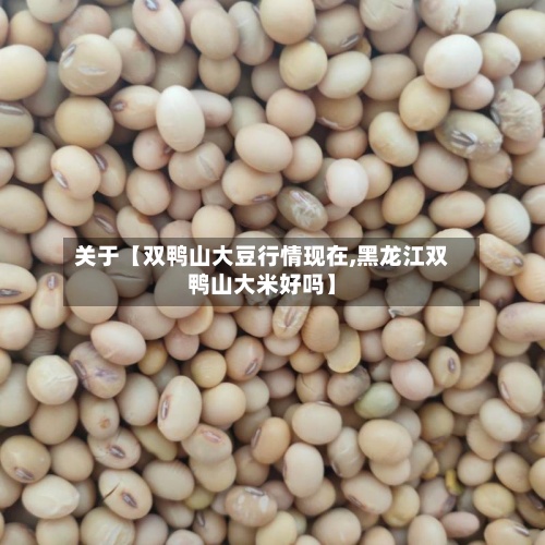 关于【双鸭山大豆行情现在,黑龙江双鸭山大米好吗】-第2张图片